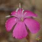 200 Lesotho Pink Carnation Seeds