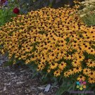 200 Little Goldstar Rudbeckia Seeds