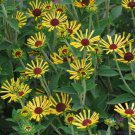 200 Little Henry Rudbeckia Seeds