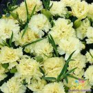 200 Marie Chabaud Carnation Seeds