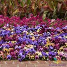 200 Matrix Coastal Sunrise Mix Pansy Viola Seeds