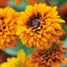 200 Maya Rudbeckia Seeds