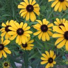 200 Missouri Coneflower Rudbeckia Seeds