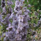200 Misty Lavender Delphinium Seeds