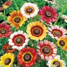 200 Mixed Tri-Color Painted Daisy Seeds