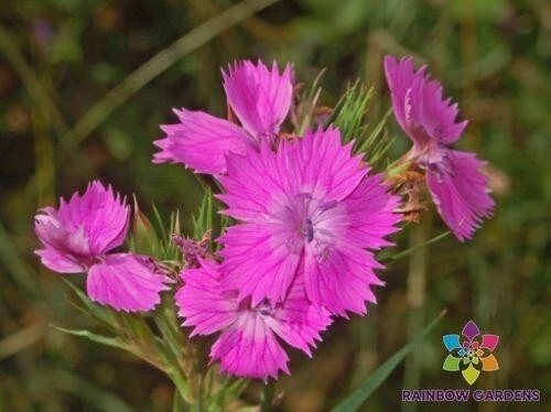 200 Needle Pink Carnation Seeds
