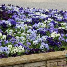 200 Ocean Breeze Mix Pansy Viola Seeds