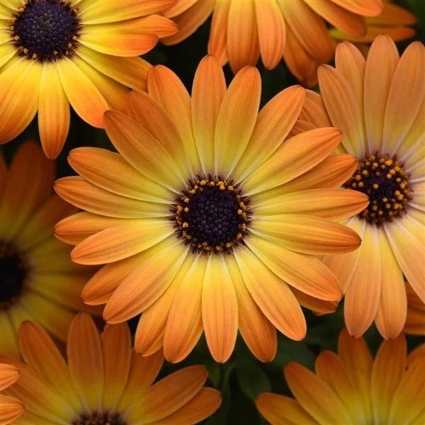 200 Orange Cape Daisy Seeds