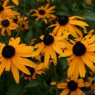 200 Orange Coneflower Rudbeckia Seeds