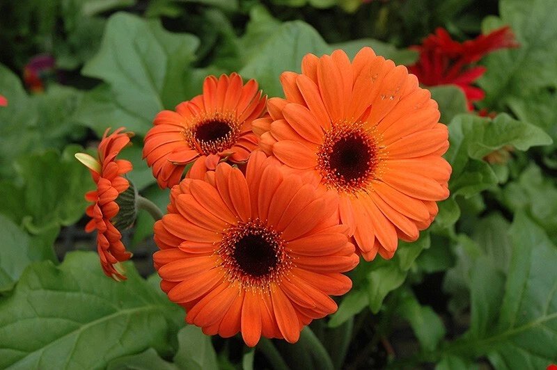 200 Orange Gerbera Daisy Seeds