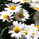 200 Oxeye Leucanthemum Vulgare Daisy Seeds