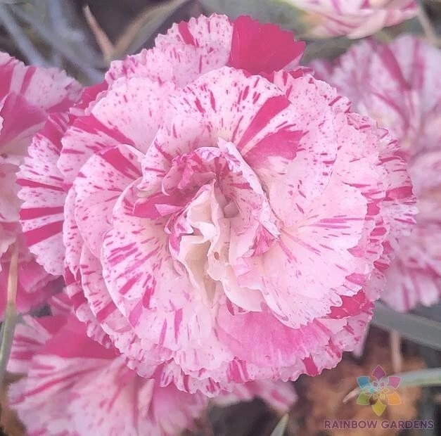 200 Peppermint Pink Carnation Seeds