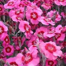 200 Peppermint Star Carnation Seeds