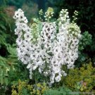 200 Percival Delphinium Seeds