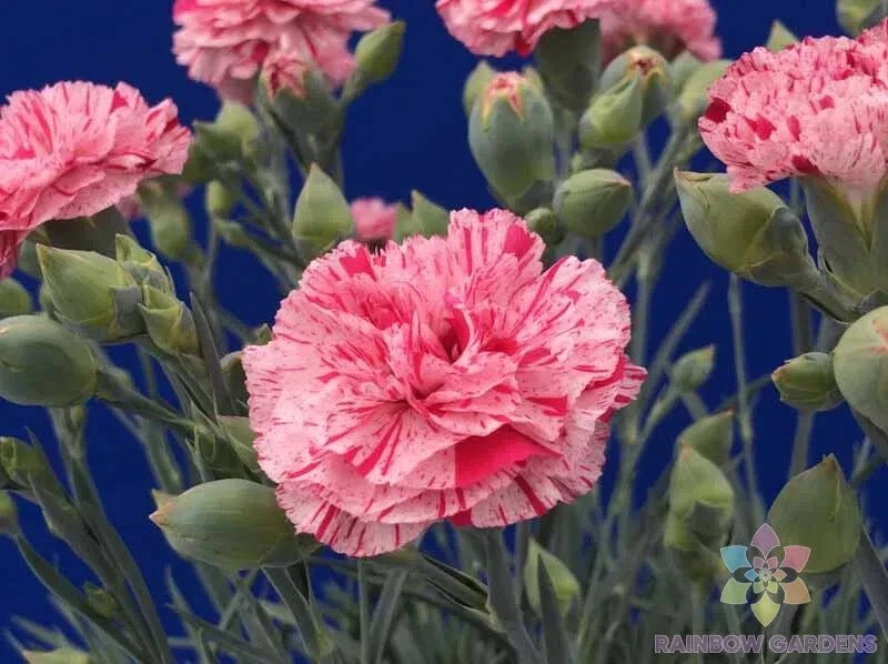 200 Pinball Wizard Carnation Seeds
