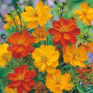 200 Polidor Mix Cosmos Seeds