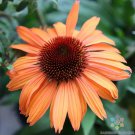 200 Prairie Blaze Rudbeckia Seeds