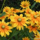 200 Prairie Sun Rudbeckia Seeds