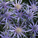 200 Purple Sea Hollies Thistle Seeds