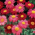 200 Robinsons Giant Mix Painted Daisy Seeds