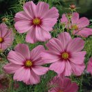 200 Sensation Pinkie Cosmos Seeds