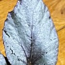 Begonia Rex - 'Silver Limbo' - Unrooted Leaf Cutting