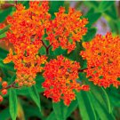 Butterfly Weed 35 Seeds, Orange Milkweed, Pleurisy Root, Pollinators