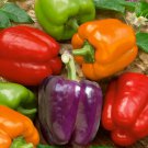 Rainbow Bell Pepper Seeds, Capsicum anuum, NON-GMO, Variety Sizes, 25 seeds