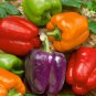 Rainbow Bell Pepper Seeds, Capsicum anuum, NON-GMO, Variety Sizes, 25 seeds