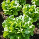 Lettuce Seeds, Buttercrunch Heirloom, Non-GMO, Heat Tolerant, 25 seeds