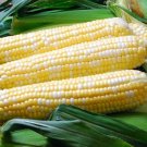 Ambrosia Sweet Corn Seeds, Bicolor Corn, (F1 SE Hybrid)