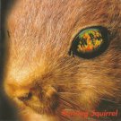 burning squirrel - burning squirrel CD 2000 8 tracks used like new SR100-2
