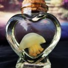 Real Red Moon Jellyfish in Heart Bottle | Preserved Marine Specimen Oddities