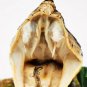 Real Snake Head in Glass Dome â Five-Step Viper Taxidermy Oddity Decor Specimen