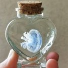 Real Red Moon Jellyfish Specimen in Heart Bottle | Preserved Marine Oddity Decor
