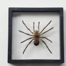 Framed Goliath Birdeater Tarantula – Real Spider Taxidermy Oddities Curio Art