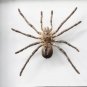Framed Goliath Birdeater Tarantula &acirc;�� Real Spider Taxidermy Oddities Curio Art