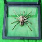 Framed Goliath Birdeater Tarantula &acirc;�� Real Spider Taxidermy Oddities Curio Art