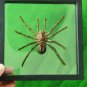 Framed Goliath Birdeater Tarantula &acirc;�� Real Spider Taxidermy Oddities Curio Art