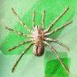 Framed Goliath Birdeater Tarantula &acirc;�� Real Spider Taxidermy Oddities Curio Art