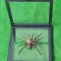Framed Goliath Birdeater Tarantula &acirc;�� Real Spider Taxidermy Oddities Curio Art