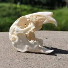 Real Rabbit Skulls - Taxidermy Specimens Skeleton for DIY Crafts & Collectibles
