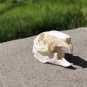 Real Rabbit Skulls - Taxidermy Specimens Skeleton for DIY Crafts & Collectibles
