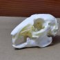 Real Rabbit Skulls - Taxidermy Specimens Skeleton for DIY Crafts & Collectibles