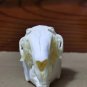 Real Rabbit Skulls - Taxidermy Specimens Skeleton for DIY Crafts & Collectibles