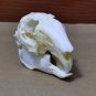 Real Rabbit Skulls - Taxidermy Specimens Skeleton for DIY Crafts & Collectibles