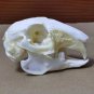 Real Rabbit Skulls - Taxidermy Specimens Skeleton for DIY Crafts & Collectibles