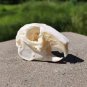 Real Rabbit Skulls - Taxidermy Specimens Skeleton for DIY Crafts & Collectibles