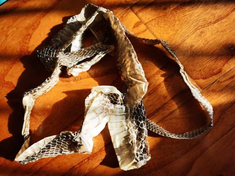 Natural Python Skin 200cm &acirc;�� Real Snake Shed for Crafts, Decor & Spiritual Use