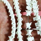 85-95 Rattlesnake Vertebrae Beads – Taxidermy Bone for Jewelry, Crafts, Gothic